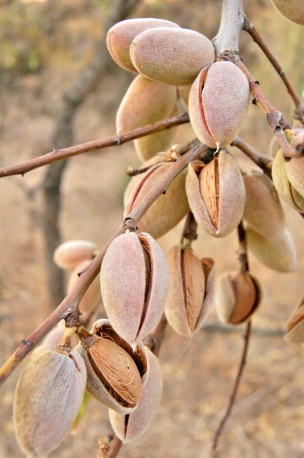 Supreme Whole Almonds 0.5 (lb) avg weight - Image 4