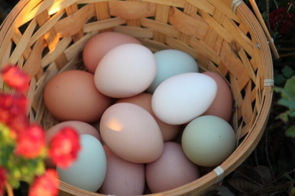 Organic Eggs | Doz